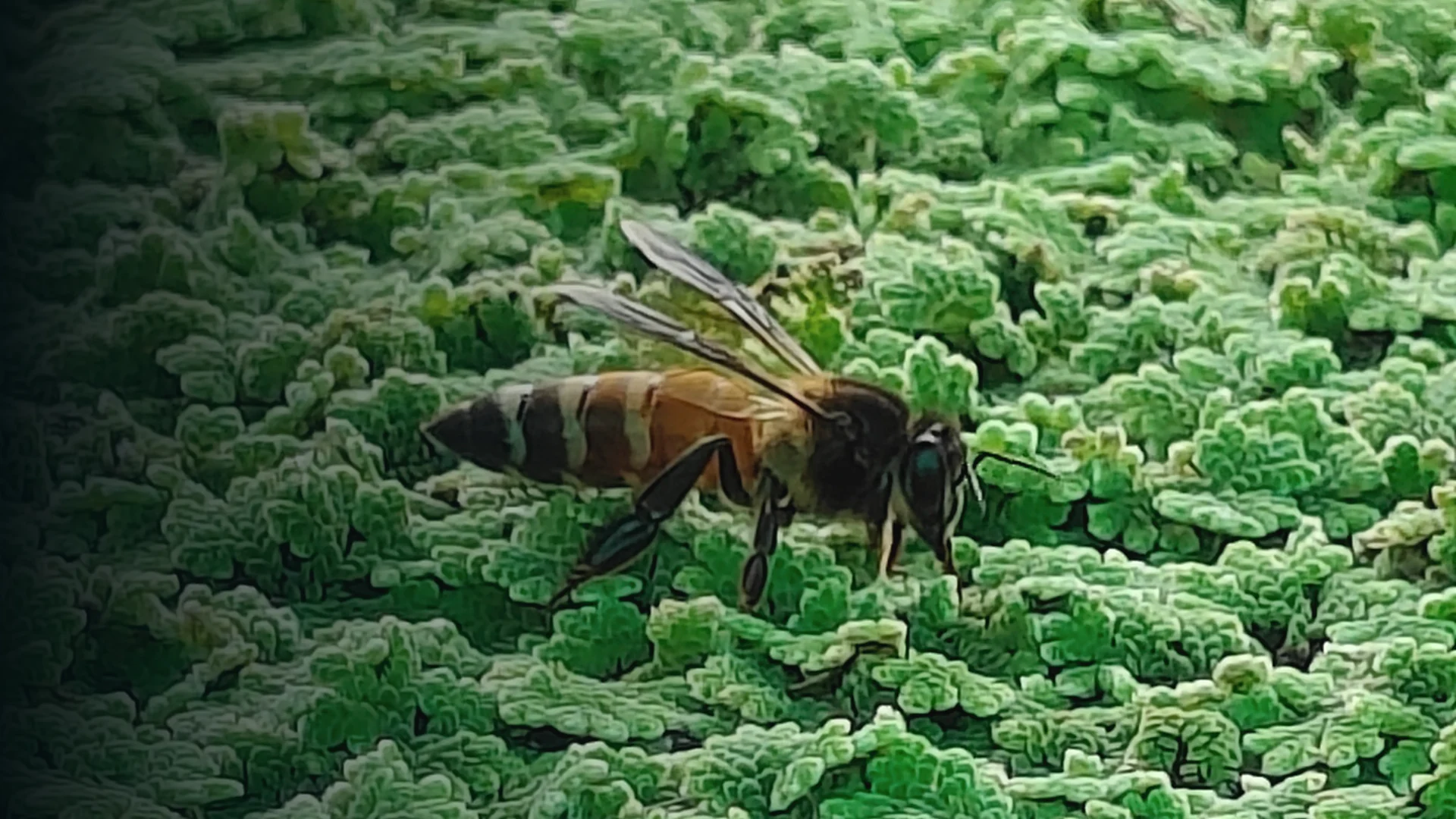 Original project photograph: Honeybee observed near Azolla cultivation