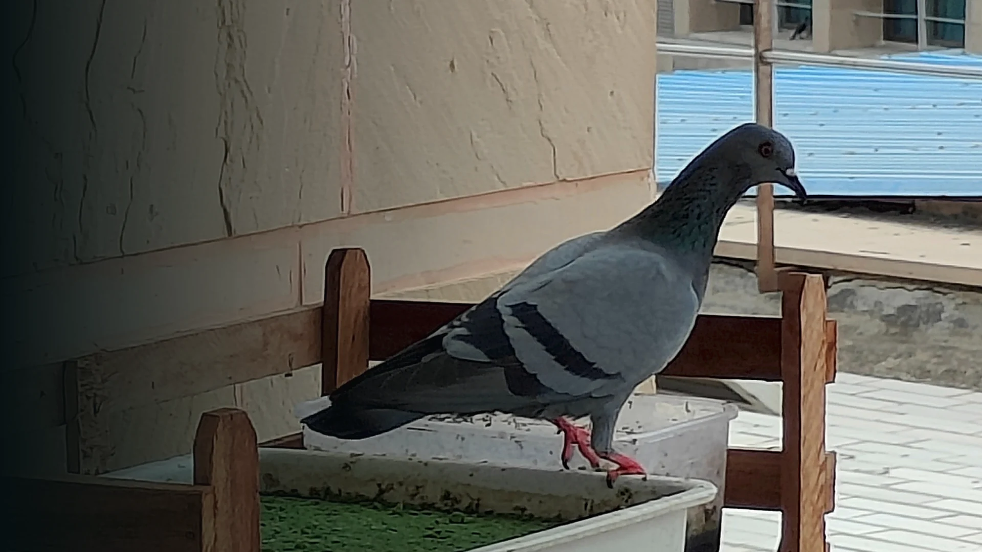 Original project photograph: Urban bird observed near Azolla cultivation