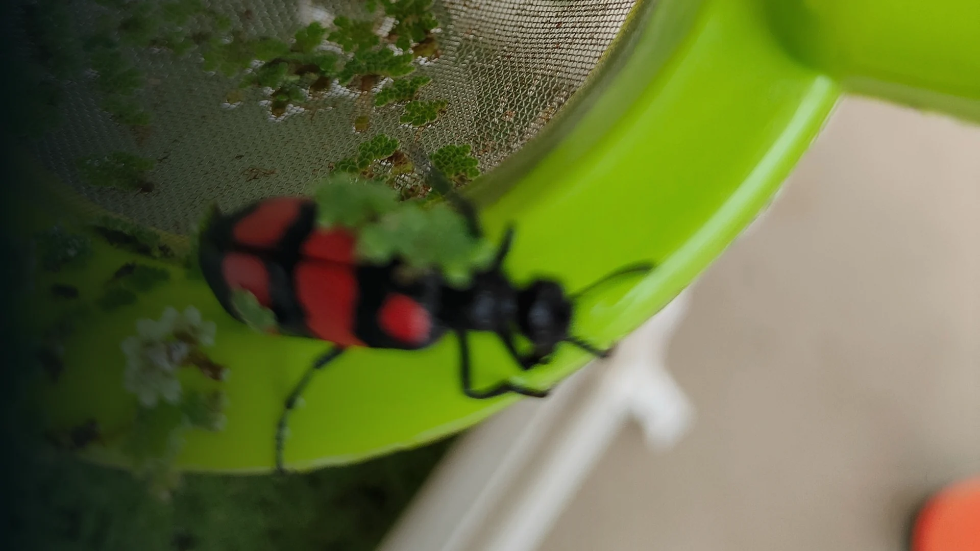 Original project photograph: Beetle observed near Azolla cultivation