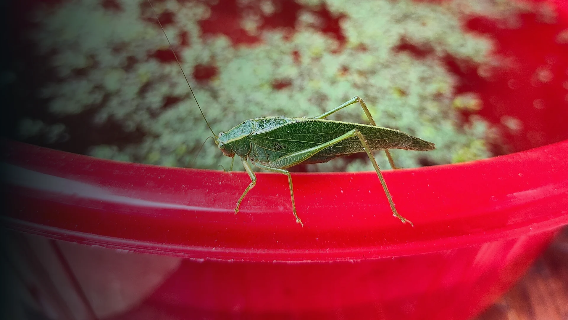 Original project photograph: Orthopteran observed near Azolla cultivation