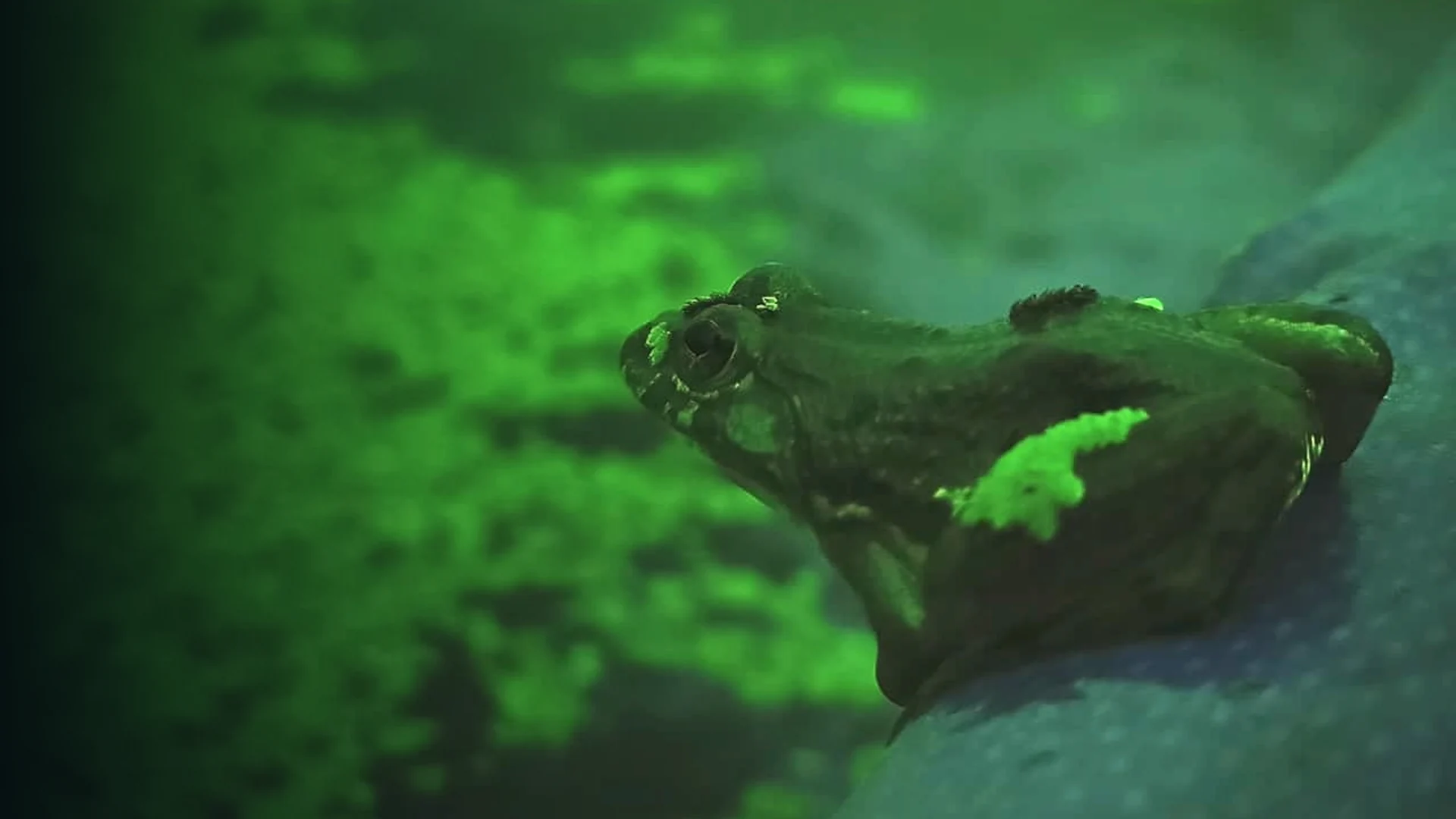 Original project photograph: Frog observed near Azolla cultivation
