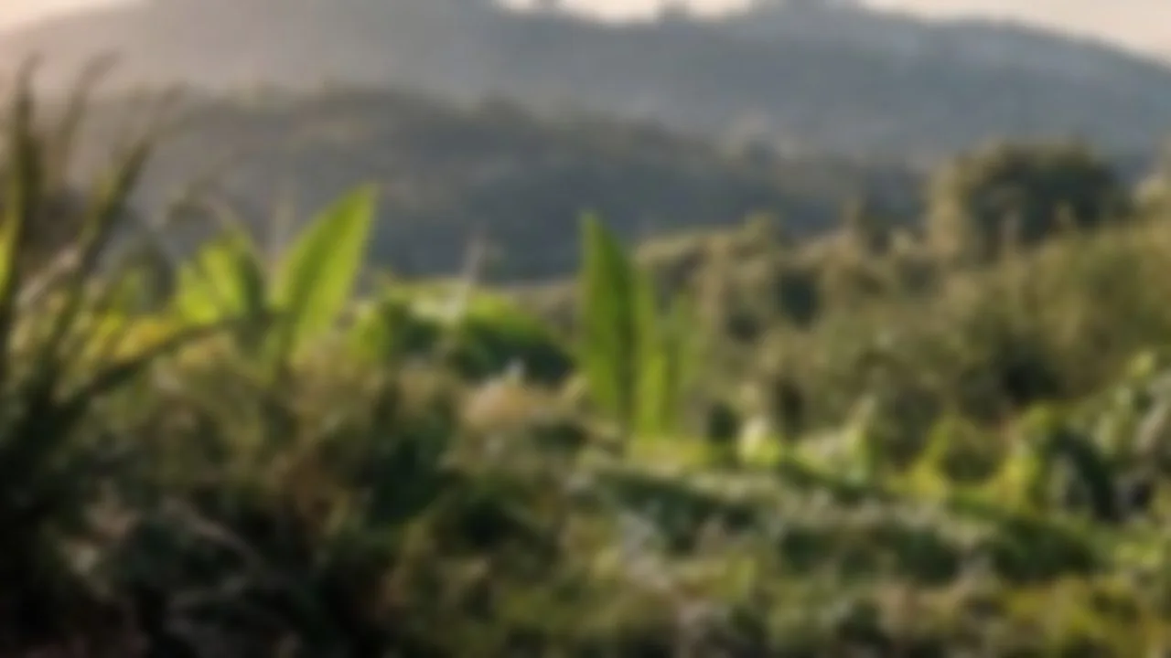 Vegetated landscapes photographed as an illustration of restoration potential