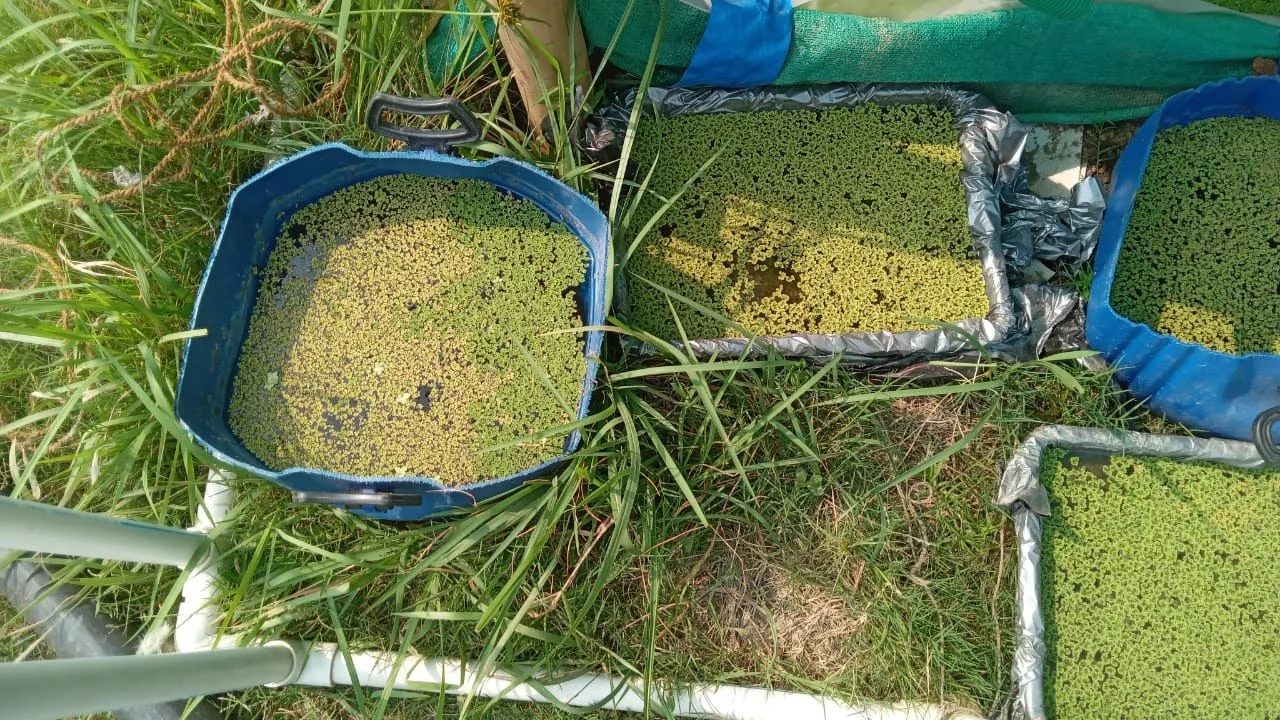 Original Neervana Azolla cultivation experiments in water containers