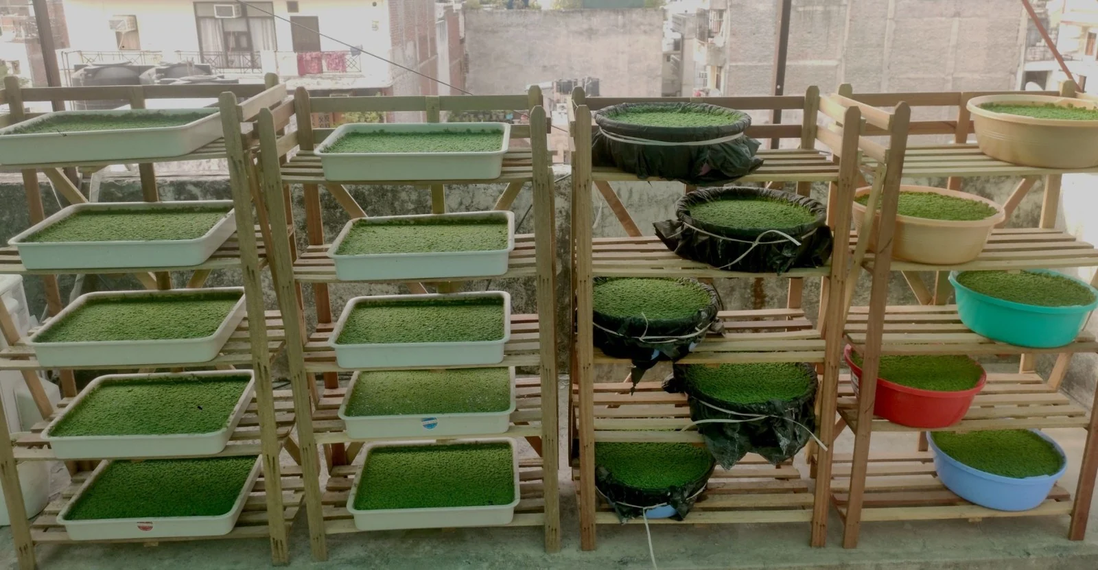 Archival Neervana multi-level horizontal cultivation experiment